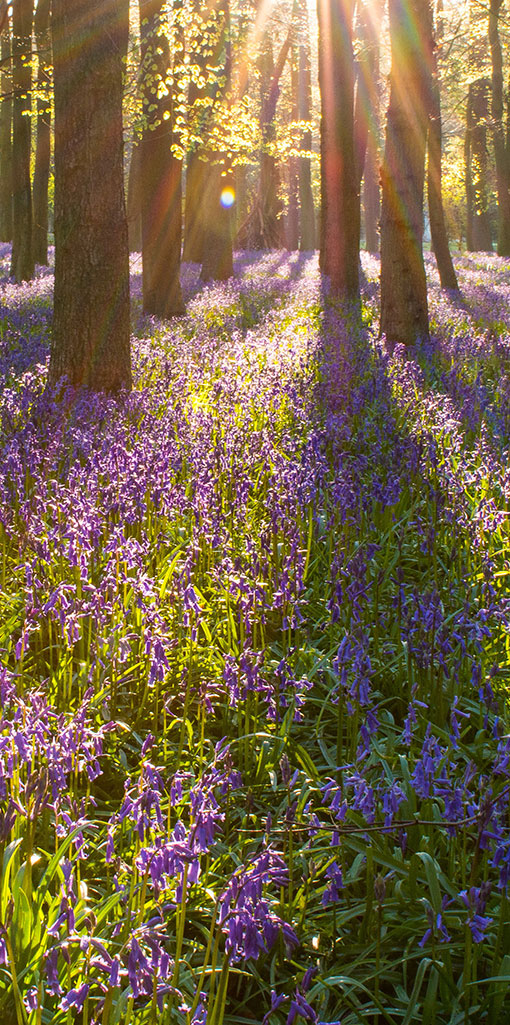 Waldbild