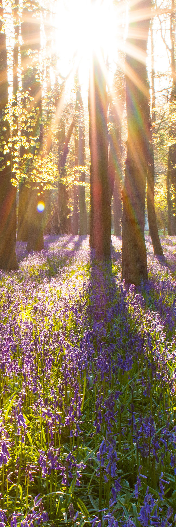 Waldbild