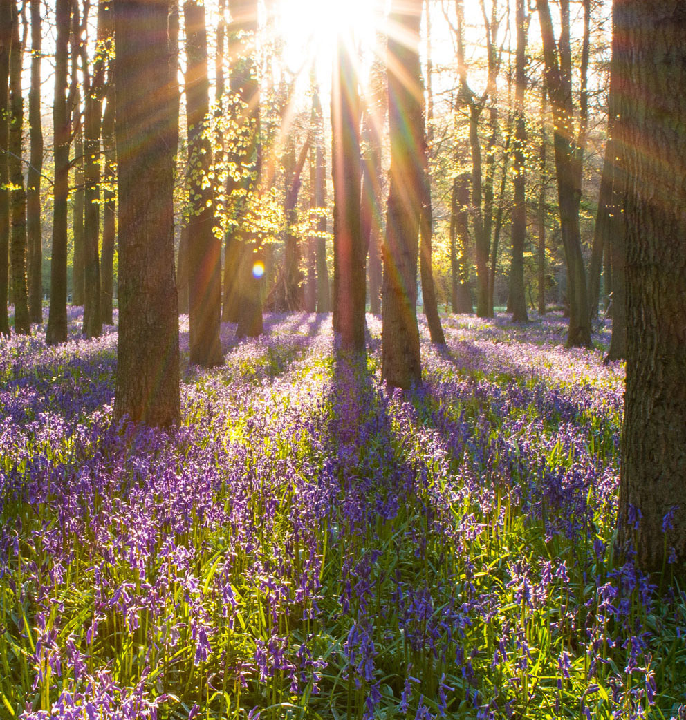 Waldbild